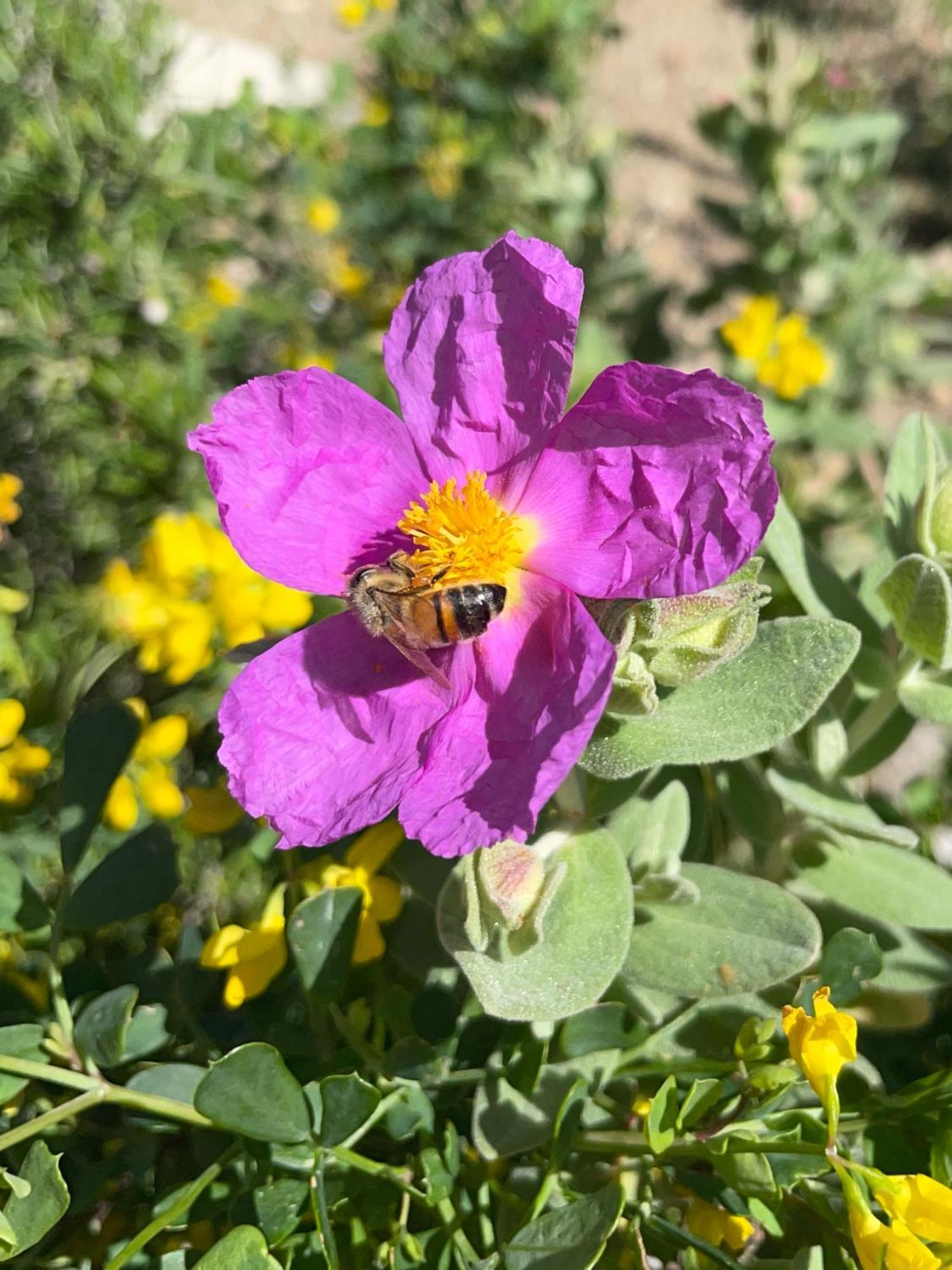 Au Calme Dans La Campagne Aixoise, Entoure De Cypres * Aix-en-Provence